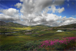 Цветы Хардангервидды / Норвегия, горная тундра