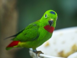 Зеленый попугай / Попугаи особенно населяют Азию и Африку