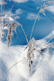 Зима / Иней на траве под ярким солнцем