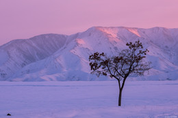 Зимний пейзаж с одиноким деревом / поселок Дегерес, Алматинская область