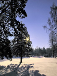 Свет далёкой звезды.. / Прогулки по зимнему лесу..