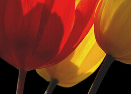 &nbsp; / Tulpen, auf meine &quot;ART und WEISE&quot; aufgenommen.