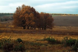 Поздние цветы . / Осенний пейзажик