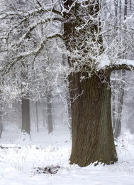 &nbsp; / Mogens um halb ................ Uhr im Wald. Der Schnee machte den Wald noch STILLER.