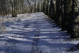 Вот-вот весна / Зебра предвесенней дорожки в солнечный день