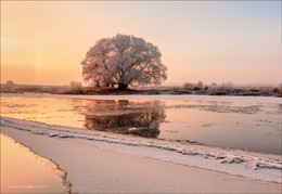 Рассвет и одинокое дерево. / Утро, Друть, река, лед