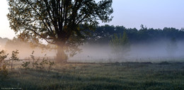 Утро в Деревне. / Утро, деревня , туман, ворон