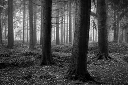 мрачный леса / https://www.peternutkins.photography