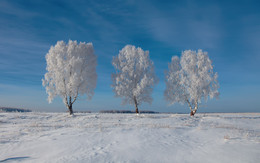 Мороз и солнце день чудесный / Мороз и солнце...три местных красавицы в зимних нарядах.))