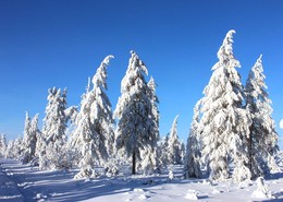 Мороз и солнце, день чудесный / якутская тайга