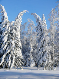 Мороз и солнце день чудесный / Зимний лес