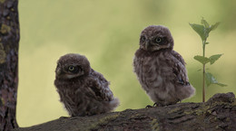 &nbsp; / Zwei junge KÄUZCHEN konnte ich kurz vor dem BERINGEN fotografieren.