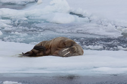 Не мешайте спать!!! / Морж на льду среди островов архипелага Земля Франца-Иосифа