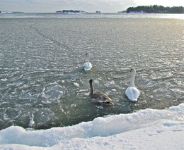 Всё будет хорошо / Оставались зимовать и выжили!
Финский залив.