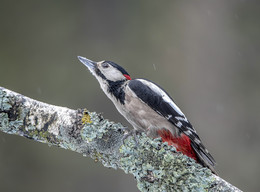Непогода / Большой пёстрый дятел