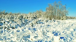 снегом одетые / снег на всем, красиво в лесу, солнечный день