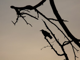 на страже.... / .....только кадрирование