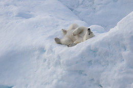 Я на айсберге лежу! И на ледокол гляжу! / Встретившаяся в центральной Арктике медведица позировала фотографа, как настоящая модель.