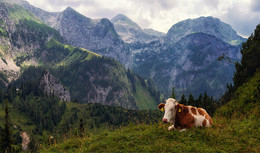 Schei-wi-dei-wi-du / Где-то в Австрийских Альпах...


http://www.youtube.com/watch?v=E1IOO5wdPJk