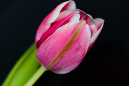 &nbsp; / Tulpe