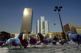 &nbsp; / Tauben in La Defense