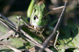 Locusta migratoria / Азиатская перелётная саранча