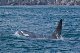 Косатка / Восточное побережье Камчатки
http://ratbud.livejournal.com/