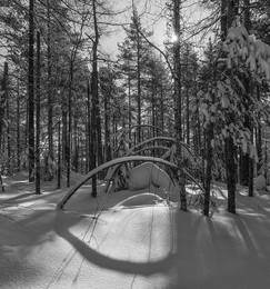 Снежные арки / Зимний лес