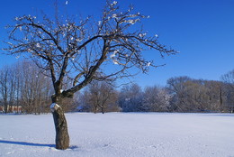 Зимние цветы на яблоне.. / Тамбовская область, зима, яблоня, снег