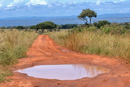 Улыбка Уганды / Снимок сделан в национальном парке Мёрчисон Фоллс в Уганде в ноябре 2014 года.