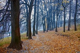 &nbsp; / Золотая осень, старые липы