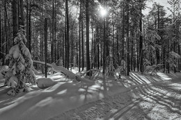 Свет и тени / Зимний лес