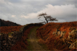 ...тропами Луггалы II... / ***