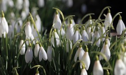 &nbsp; / подснежное