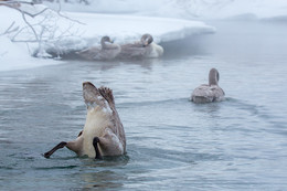 Там много вкусного / Лебедь ныряет, чтобы достать водоросли.
http://ratbud.livejournal.com/