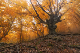 Осенний лес / Крым, склон Демерджи