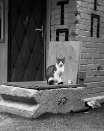 Портрет с*кота / ......