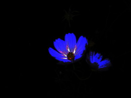 цветик-семицветик / синий цветок на черном фоне