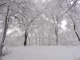 Последние художества зимы / Утро превратило городской парк в художественную картину зимы, снегом были украшены деревья, кусты, дорожки, аллеи.
