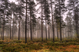 Прогулка в туманном лесу / лес