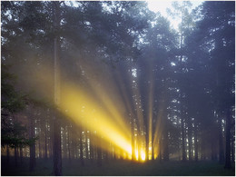 Утренний свет / Лучи восходящего солнца на опушке леса