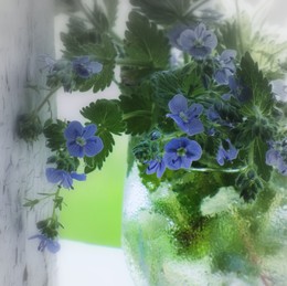 Нежно-голубое / На даче-весенние цветочки