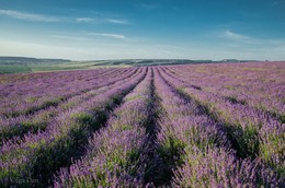 Заметки на полях / Лавандовые поля Крыма самые большие в Европе.
Альбом&quot;Остров Крым&quot;