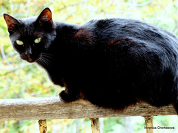 Не боюсь высоты / Кошечка по имени Гуманоид демонстративно развлекается на перилах балкона