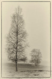 &nbsp; / Bäume in der Westruper Heide in Haltern am See im RETRO STIL.