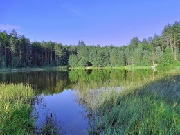 Лесное озеро / Лесное озеро в национальном парке Орловское Полесье