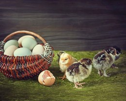 Побег из курятника / цыплята кохинхины, черный брам, золотой фавероль
- Мы пошли маму искать! Ты - с нами?