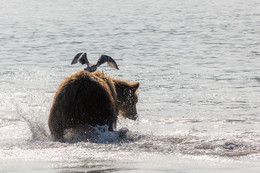 Плюшевый ангел / Камчатка. Курильское озеро.
Медведь, ловящий рыбу и так удачно попавшая в кадр чайка.
http://ratbud.livejournal.com/