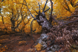 В осеннем лесу / Крым, склон Демерджи.
