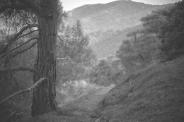 Дерево &quot;старичок-лесовичок&quot; / Снято в окрестностях п.Новый свет, Крым, июль 2015г.